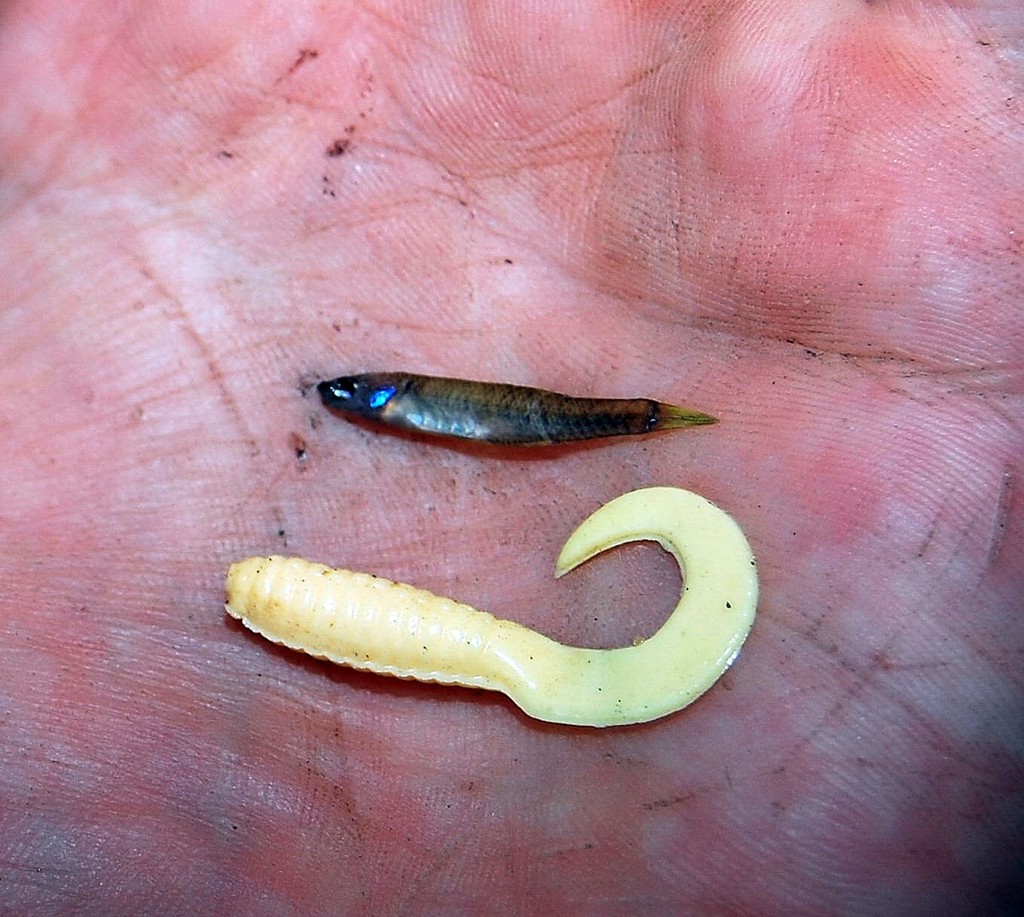 Most baitfish washed down by floodwaters are very small, so never be afraid to match the hatch.  A little soft plastic can equal plenty of fun, even if it is only from rampaging tarpon. - Wet Season Awakening © Lee Brake